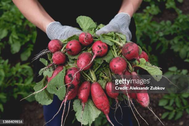 in the hands of a female gardener or farmer, a fresh red radish with leaves or tops, plucked from the garden bed. the concept of agriculture, hobbies, healthy lifestyle and nutrition. vegetarian, vegan and raw food. growing organic products, without gmos. - erntefest stock-fotos und bilder
