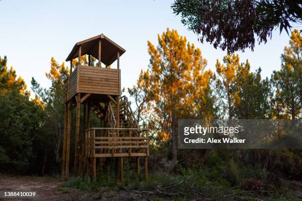 wooden treehouse lookout post in the middle of a dense forest at sunset. - uitkijktoren stockfoto's en -beelden