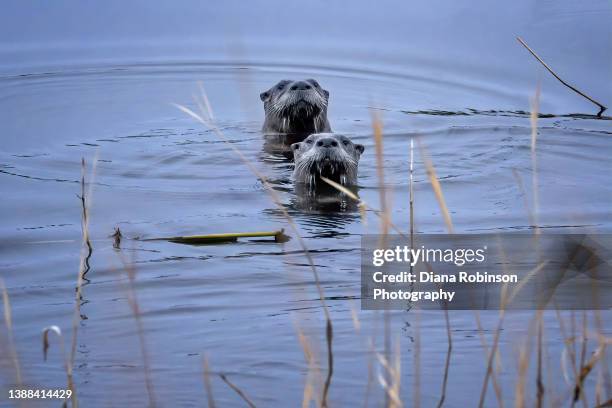 two river otters take a closer look at the photographer on the bank of the platte river near kearney, nebraska - river otter stock pictures, royalty-free photos & images