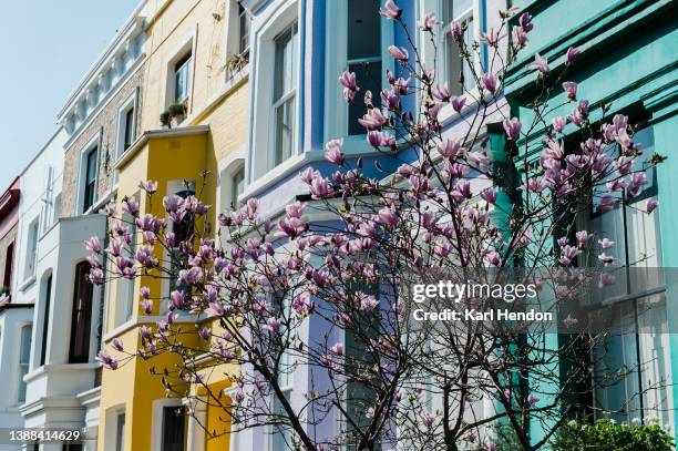 spring blossom and colourful london townhouses - london spring stock pictures, royalty-free photos & images