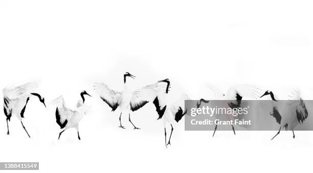 japanese red crested crane  in snow. - parende dieren stockfoto's en -beelden