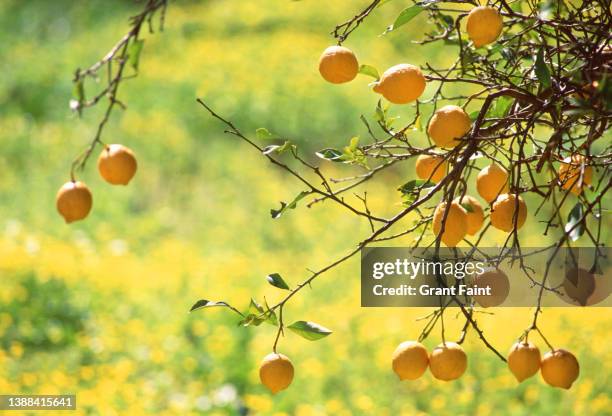 lemon tree in yellow field of canola. - lemon tree stockfoto's en -beelden