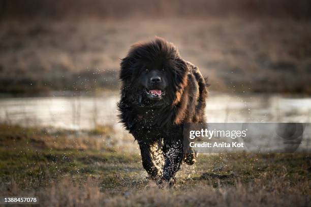 a newfoundland dog runs out of a puddle - newfoundlandshund bildbanksfoton och bilder