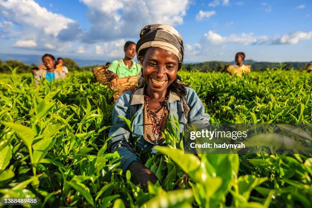 african women plucking tea leaves on plantation, east africa - etiopiskt ursprung bildbanksfoton och bilder