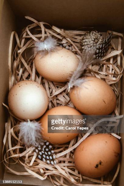 chicken eggs on a box with hay and feathers,to view - enclosure fotografías e imágenes de stock