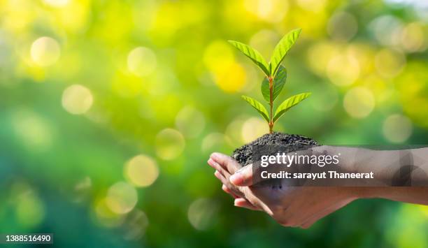 environment earth day in the hands of trees growing seedlings. bokeh green background female hand holding tree on nature field grass forest conservation concept - happy earth day stock-fotos und bilder