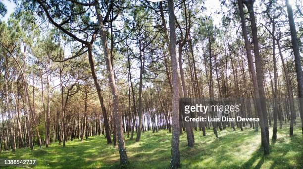pine trees  growing in forest - pine woodland stock-fotos und bilder