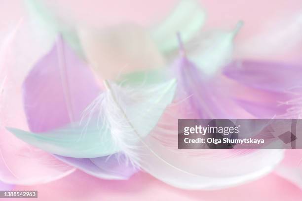 background of pastel delicate feathers - sanft stock-fotos und bilder