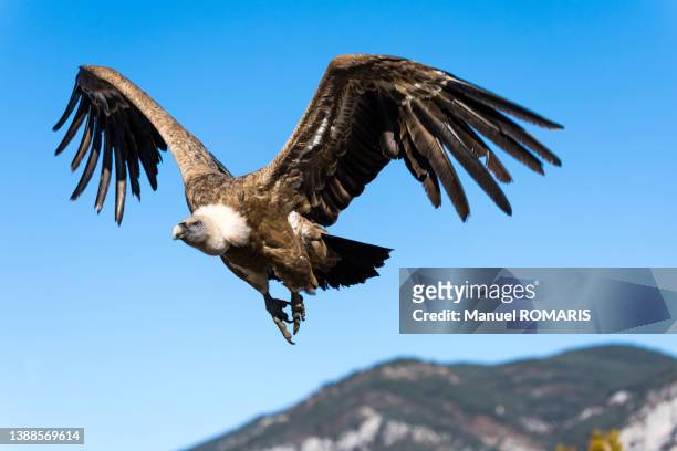 eurasian griffon vulture - raubvogel stock-fotos und bilder