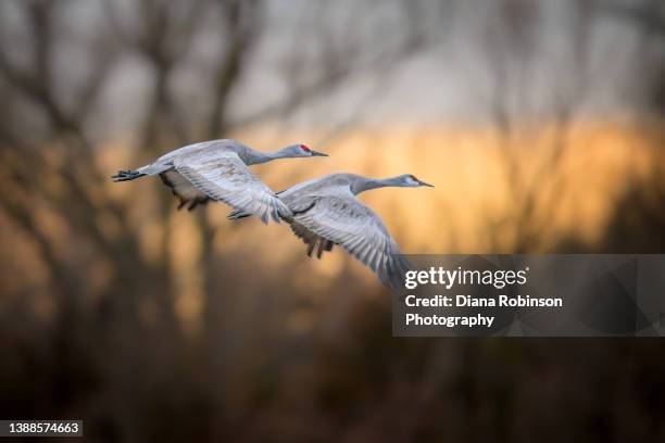 a pair of sandhill cranes taking flight over the platte river at sunrise near gibbon, nebraska - crane bird stock pictures, royalty-free photos & images