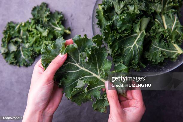 female hands holding kale cabbage. healthy organic vegan food - couve imagens e fotografias de stock