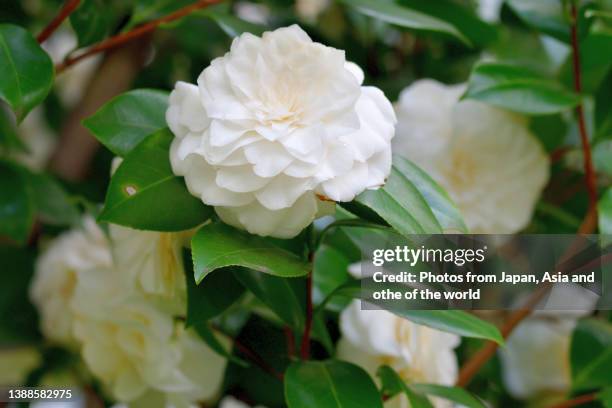 camellia japonica / japanese camellia flower: red, pink and white color - camellia stock-fotos und bilder