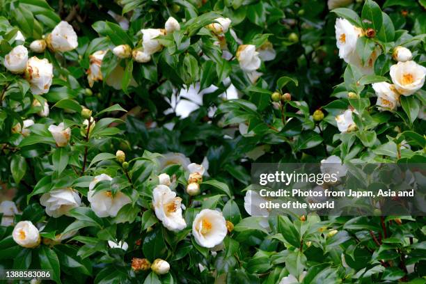 camellia japonica / japanese camellia flower: red, pink and white color - camellia stock-fotos und bilder