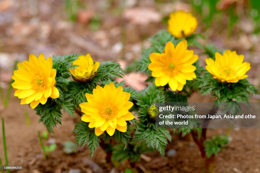 Adonis amurensis / Amur adonis / Pheasant’s eye