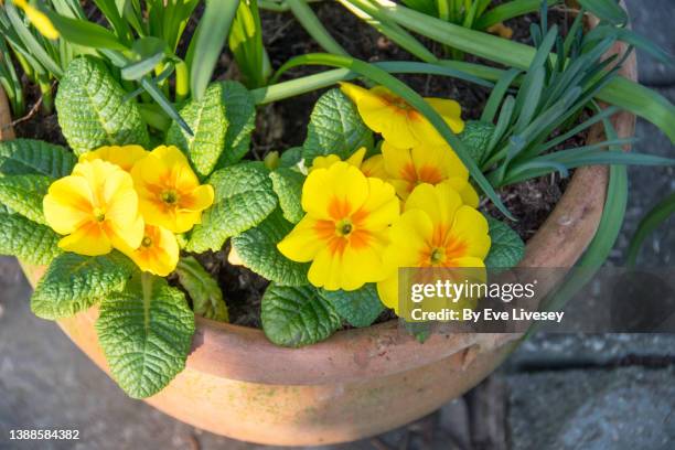 primula polyantha flowers - primrose pot stock pictures, royalty-free photos & images