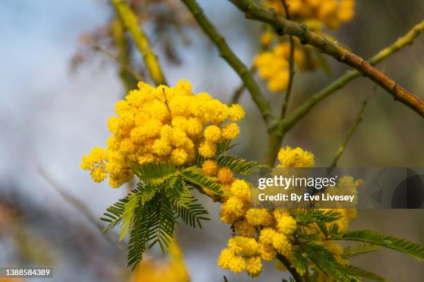 mimosa tree flowers - acacia tree stockfoto's en -beelden