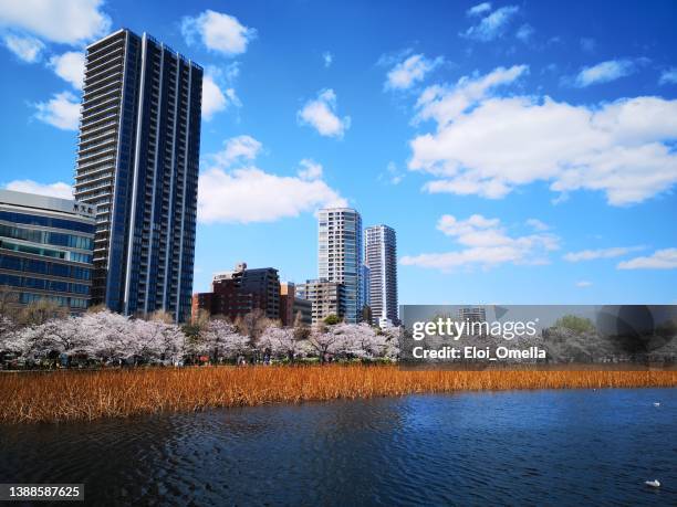 kirschblüte am shinobazu-teich im ueno-park im frühling, tokio - ueno park stock-fotos und bilder