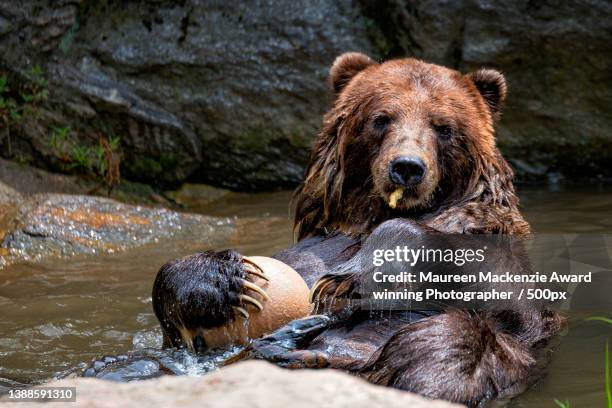 beautiful brown bear swimming in river on back during day against wet rocks - bear lying down stock pictures, royalty-free photos & images