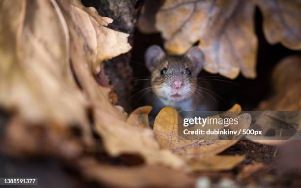 close-up of mouse hiding in autumn leaves,saint petersburg,russia - animal close up stock-fotos und bilder