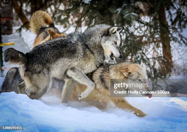 close-up of wild gray wolves playing in snow during day - holly wolf stock pictures, royalty-free photos & images