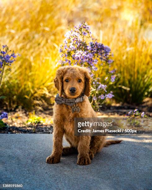 portrait of cute golden doodle sitting on footpath looking at camera against sunlit field,scissortail park,united states,usa - old golden retriever stock pictures, royalty-free photos & images