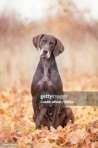 portrait of grey hound sitting on field during autumn,weimar,germany - weimar dog stock pictures, royalty-free photos & images