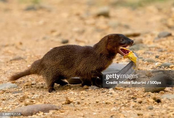 close-up side view of animal rodent fighting and eating snake on dirt path - マングース ストックフォトと画像