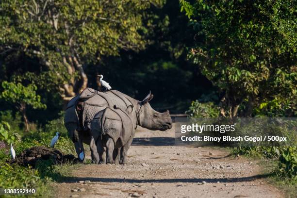 rear view of rhinoceros with calf walking on dirt road during day,kaziranga national park,assam,india - kaziranga national park foto e immagini stock