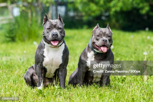 blue hair american staffordshire terrier and american bully dogs sitting on grass looking at camera - stafford terrier stock pictures, royalty-free photos & images