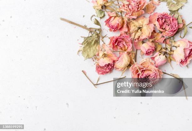 dry rose flowers on a light background. delicate petals. - wilted stock-fotos und bilder