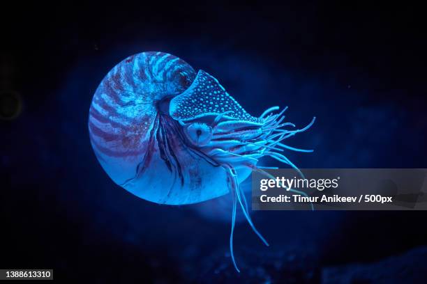 close-up of jellyfish swimming in aquarium - nautilus stock pictures, royalty-free photos & images