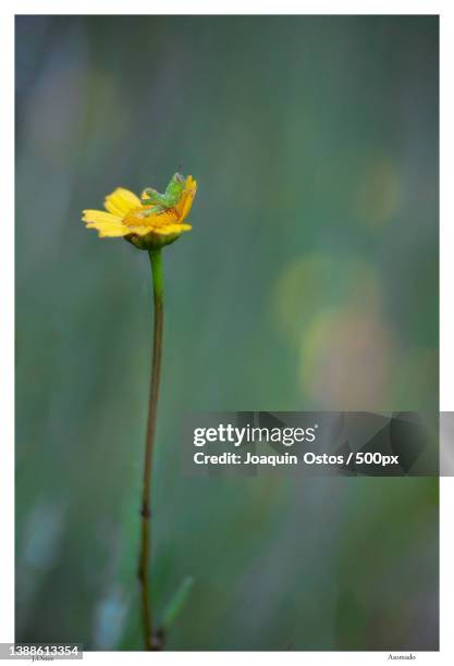 saltamontes- grasshopper in the tower,close-up of yellow flowering plant - saltamontes stockfoto's en -beelden