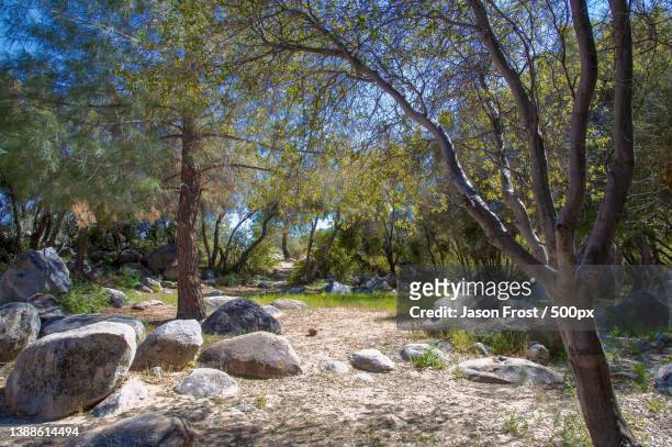 kernville,ca forest,trees growing in forest,california,united states,usa - kernville stock pictures, royalty-free photos & images