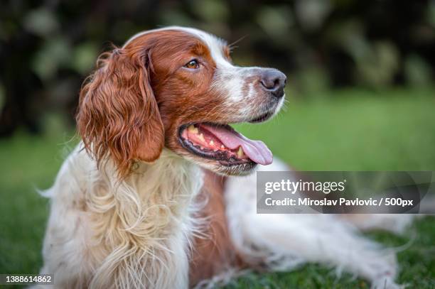 close-up of setter looking away while sitting on grassy field,slovakia - setter stock pictures, royalty-free photos & images