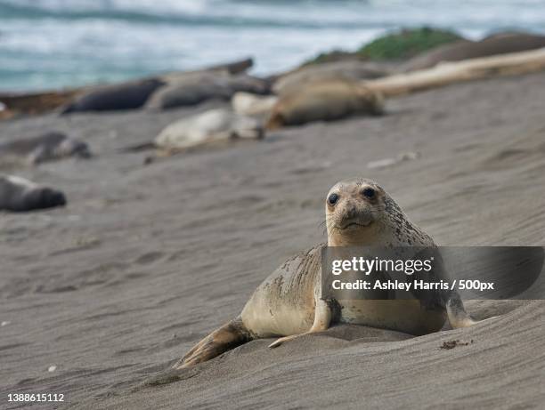 sea lion,close-up of seal on beach - zeeleeuw stockfoto's en -beelden