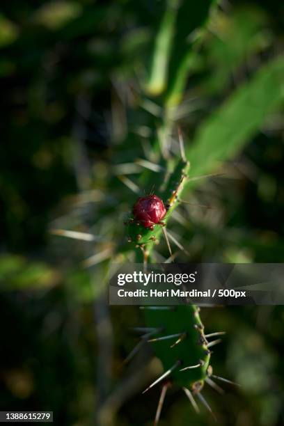 fruit prickly pear cactus in blossom,bali,indonesia - heri mardinal stock pictures, royalty-free photos & images