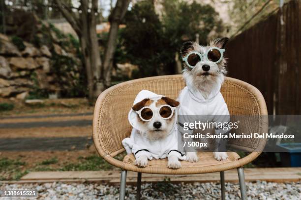 two dogs going on vacations with bathrobe pet friendly concept,gerona,girona,spain - pension stock-fotos und bilder