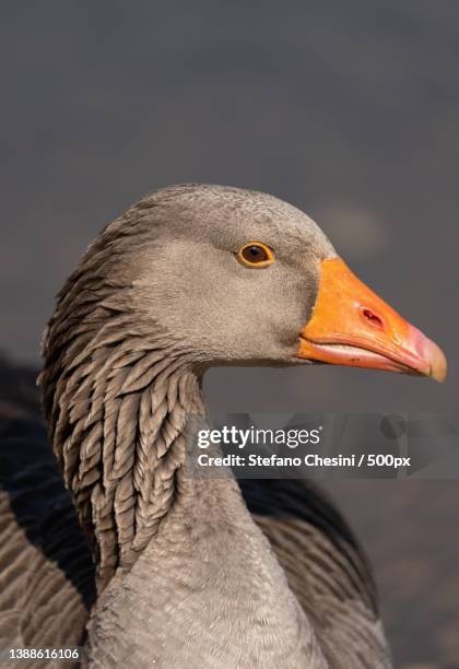 ritratto doca selvatica,close-up of water greylag goose - fauna selvatica stockfoto's en -beelden