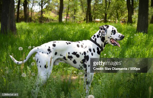 the dog,side view of dalmatian purebred trained hound standing on field,sofia,bulgaria - dalmatian dog stock pictures, royalty-free photos & images