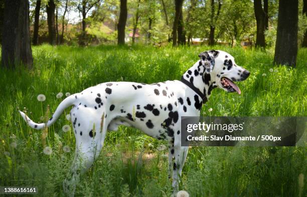 the dog,side view of dalmatian purebred trained hound standing on field,sofia,bulgaria - dalmatian bildbanksfoton och bilder