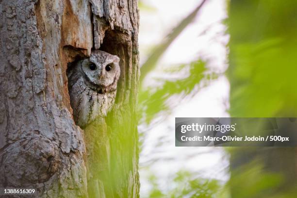 eastern screech owl,close-up portrait of barred owl perching on tree trunk,ottawa,ontario,canada - ottawa landscape stock pictures, royalty-free photos & images