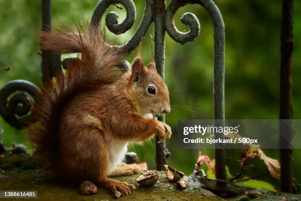 close-up of american red squirrel on railing - american red squirrel stock pictures, royalty-free photos & images