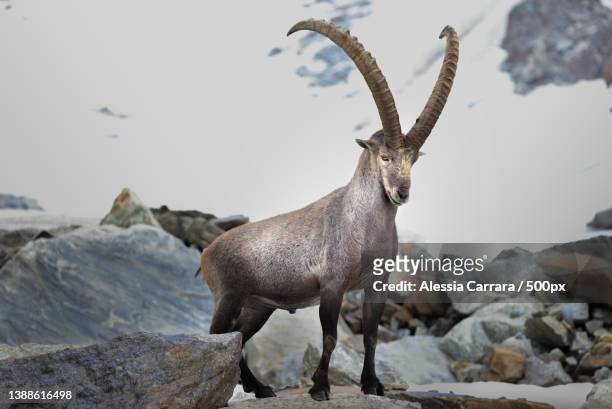 the king of the alps,imposing and majestic,svizzera,switzerland - swiss ibex stockfoto's en -beelden