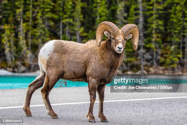 big horn sheep,portrait of goat standing on road,jasper,canada - ram stock pictures, royalty-free photos & images