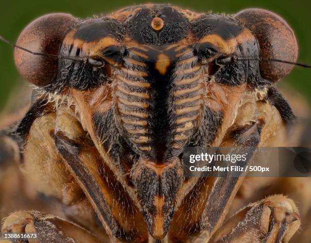 Rectangular Insect Molts 38 Spider Molt Stock Photos, High-Res Pictures, and Images - Getty Images