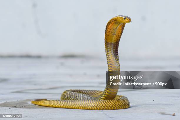 naja sputatrix yellow phase,close-up of cobra on floor,indonesia - cobra rey fotografías e imágenes de stock