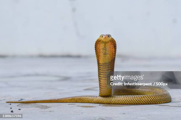 naja sputatrix yellow phase,close-up of lizard on floor,indonesia - poisonous snake stock pictures, royalty-free photos & images