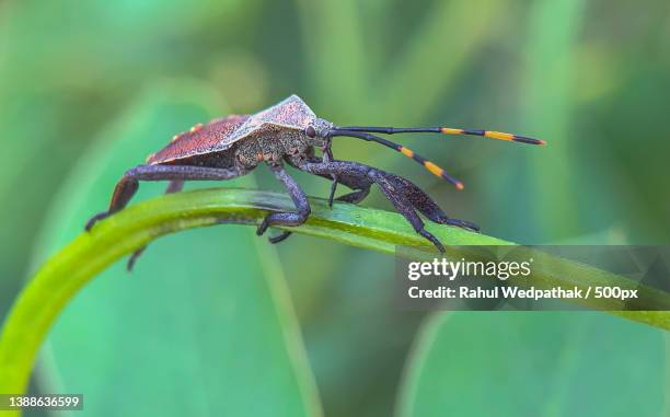Pune Insect 35 Wild Rice Plant Stock Photos, High-Res Pictures, and Images - Getty ...