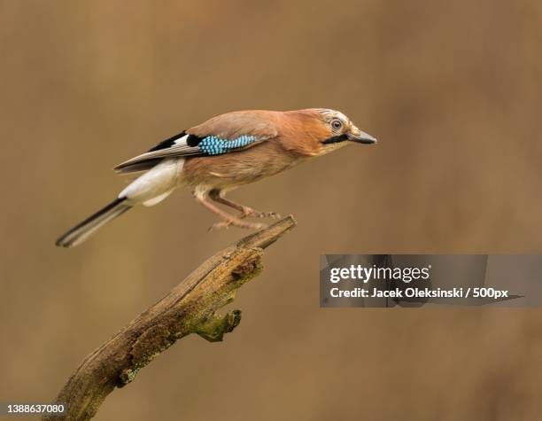 take off,close-up of eurasian jay perching on branch - jay stock pictures, royalty-free photos & images