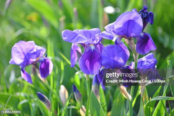 iris germanica,close-up of purple iris flowers on field - sweet flag or calamus (acorus calamus) stock pictures, royalty-free photos & images
